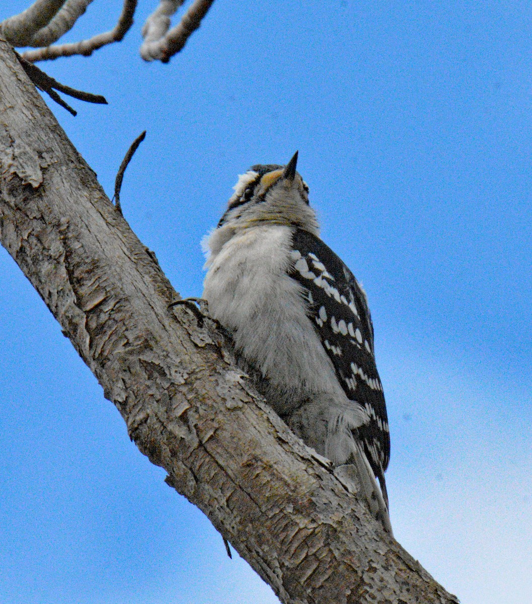 Downy Woodpecker (Eastern) - ML657350260