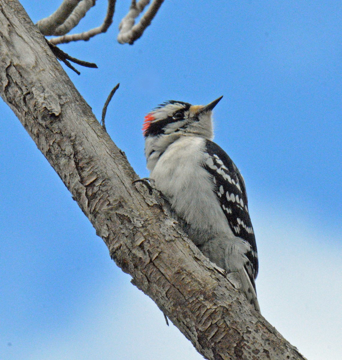 Downy Woodpecker (Eastern) - ML657350261