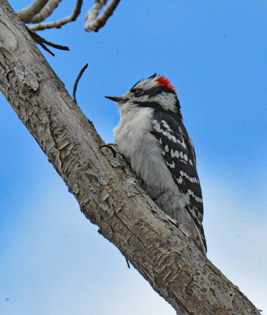 Downy Woodpecker (Eastern) - ML657350262