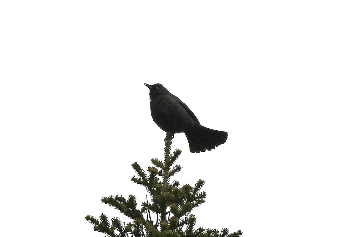 Rusty Blackbird - ML657350633