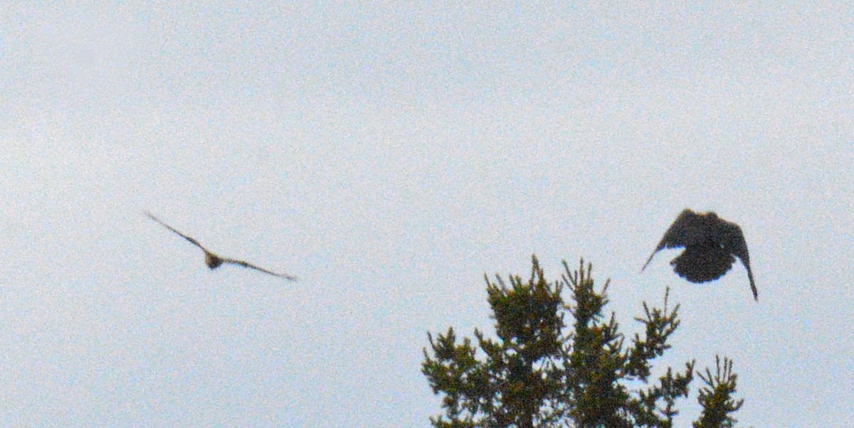 Northern Harrier - ML657351093