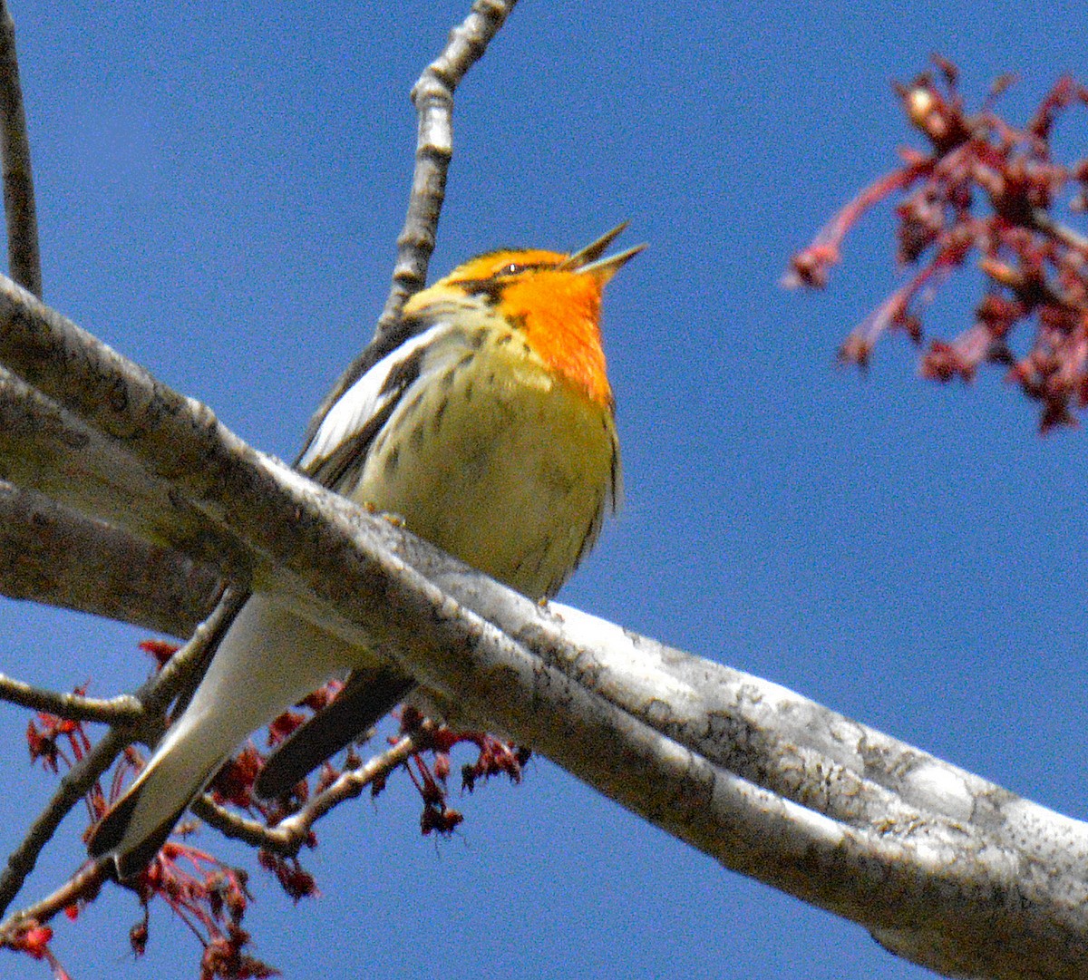 Blackburnian Warbler - ML657351212