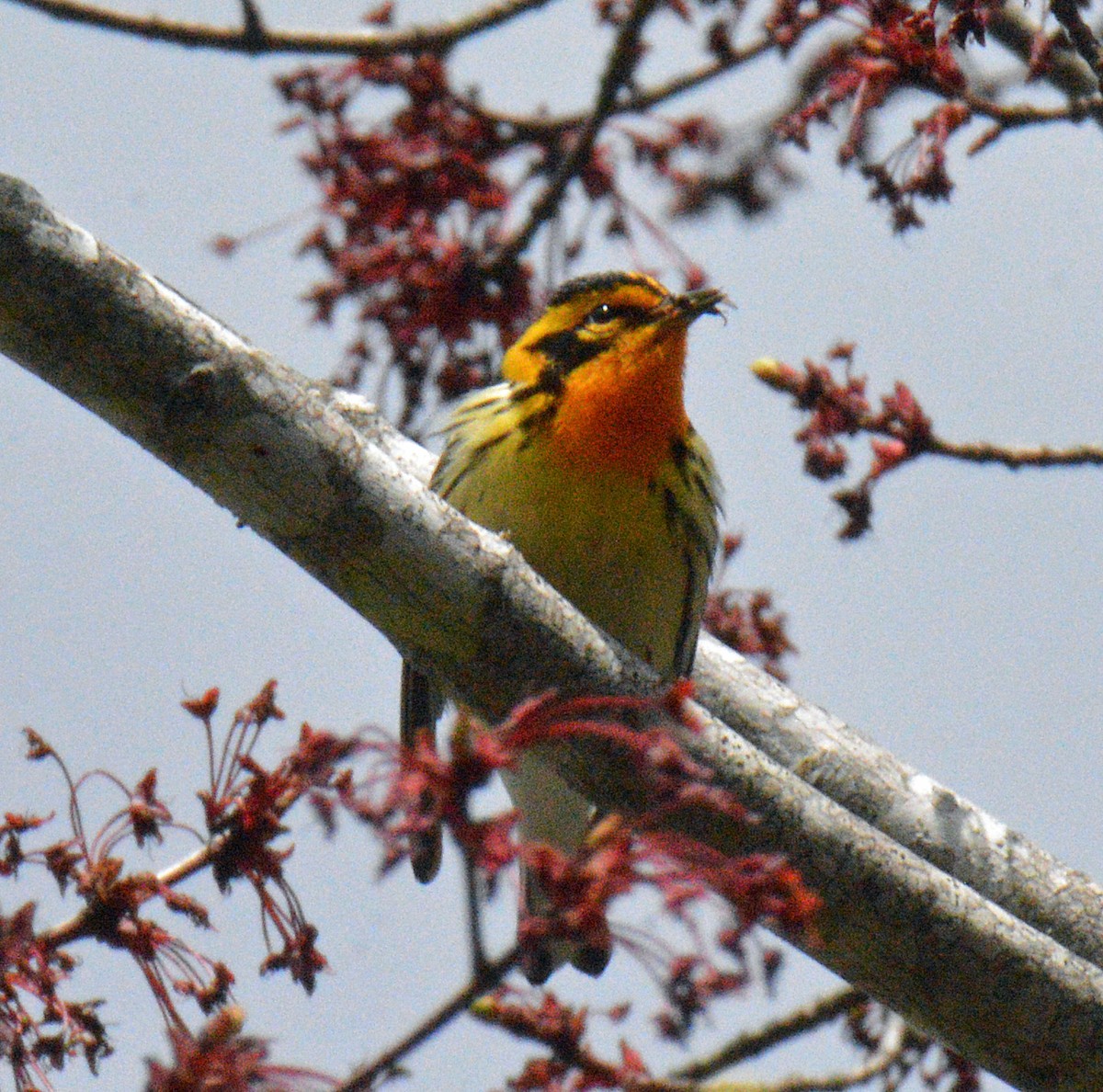 Blackburnian Warbler - ML657351213