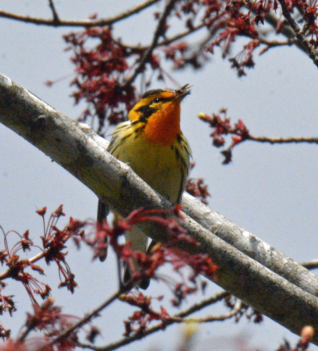Blackburnian Warbler - ML657351214