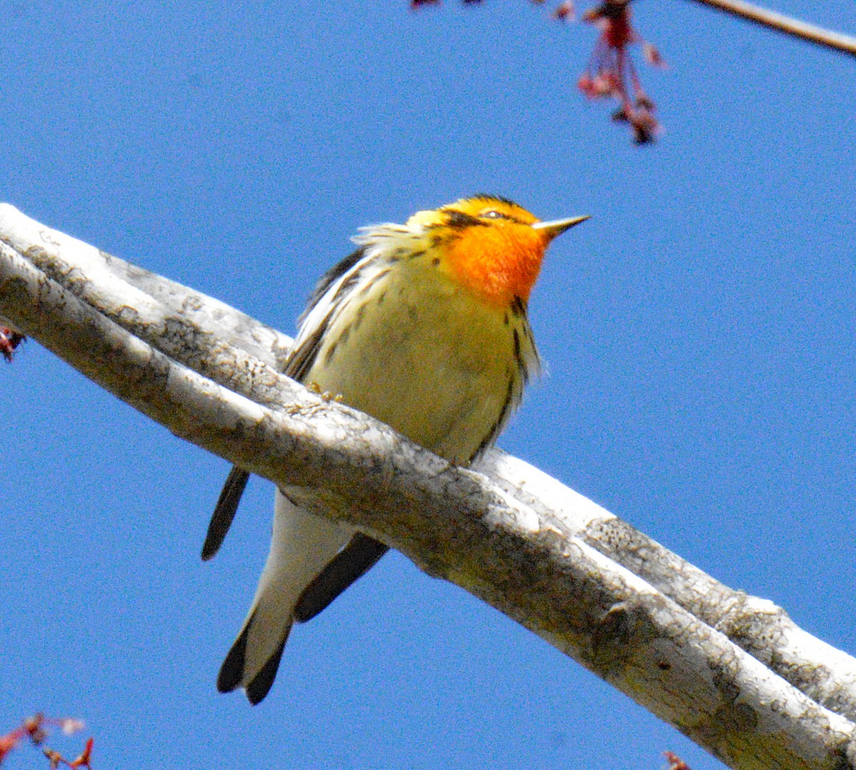Blackburnian Warbler - ML657351215