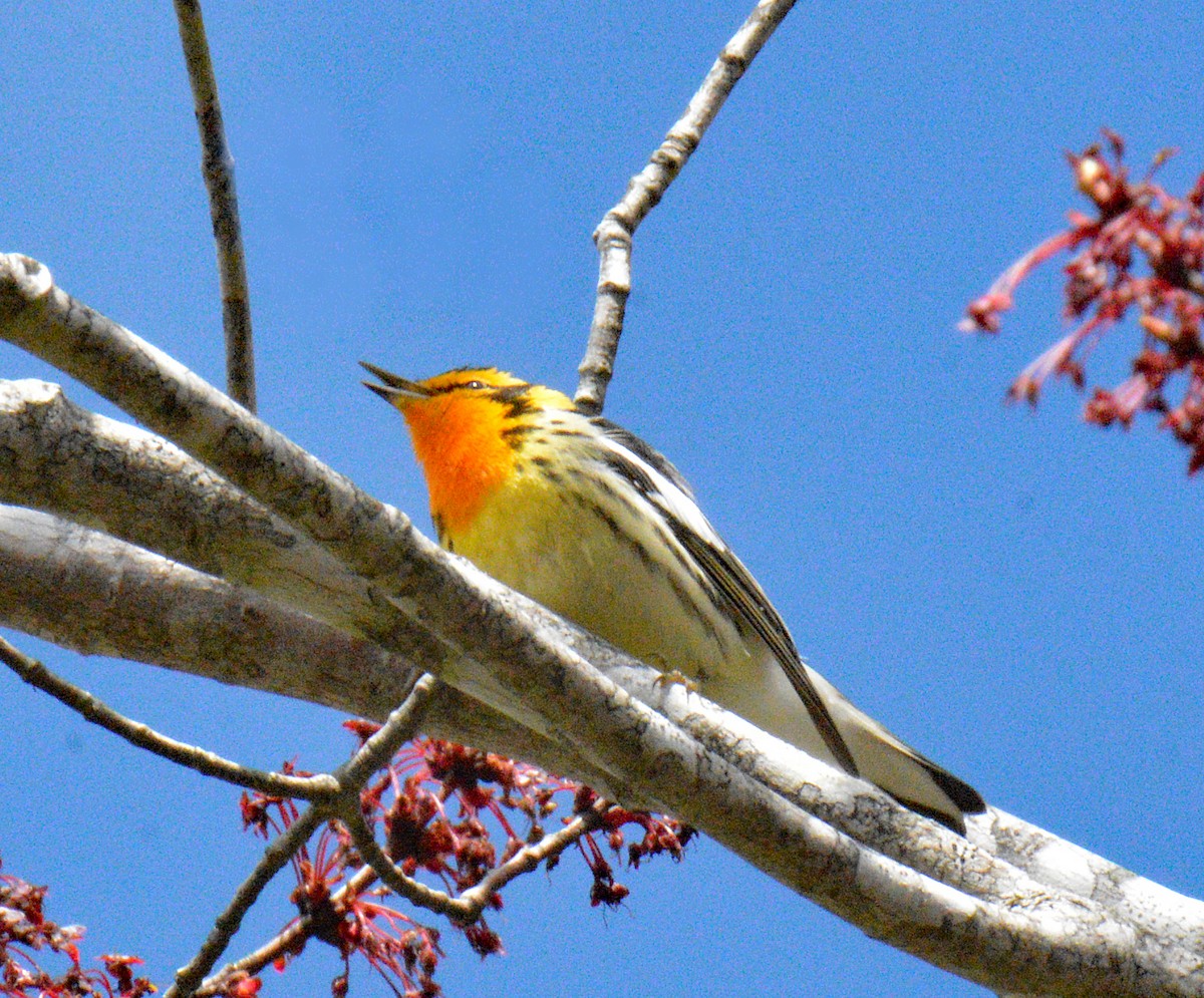 Blackburnian Warbler - ML657351216