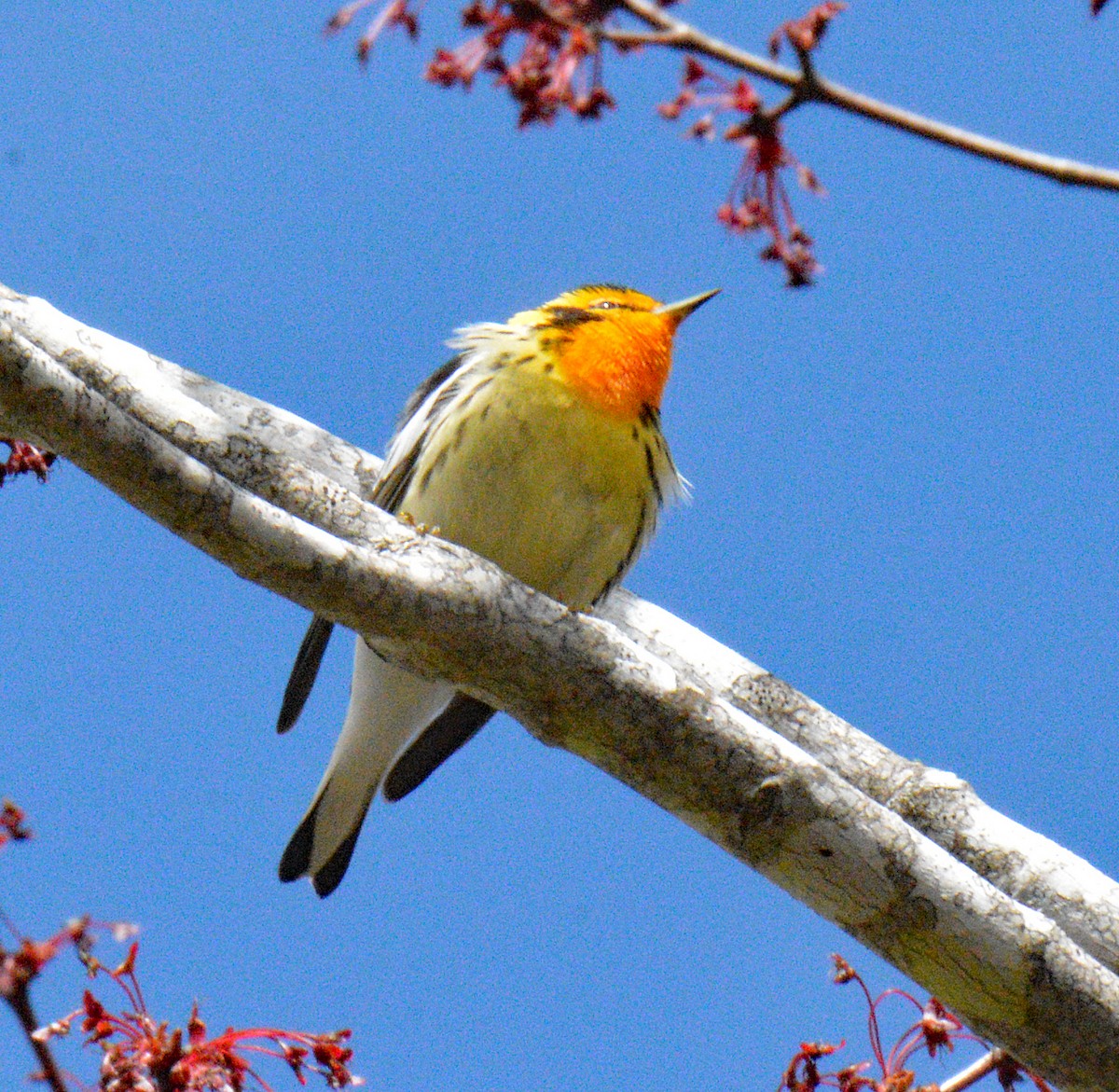 Blackburnian Warbler - ML657351217
