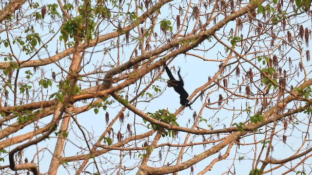 Southern Yellow-cheeked Gibbon - ML657352195
