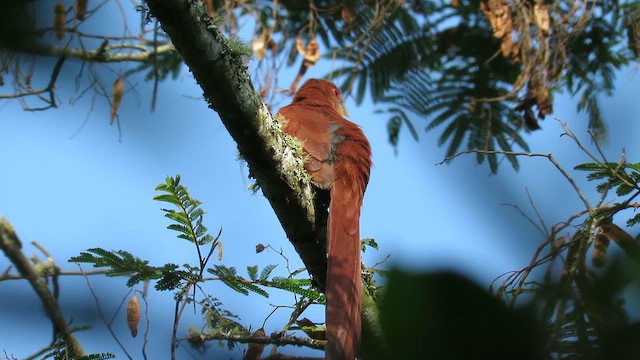 Common Squirrel-Cuckoo - ML657352405