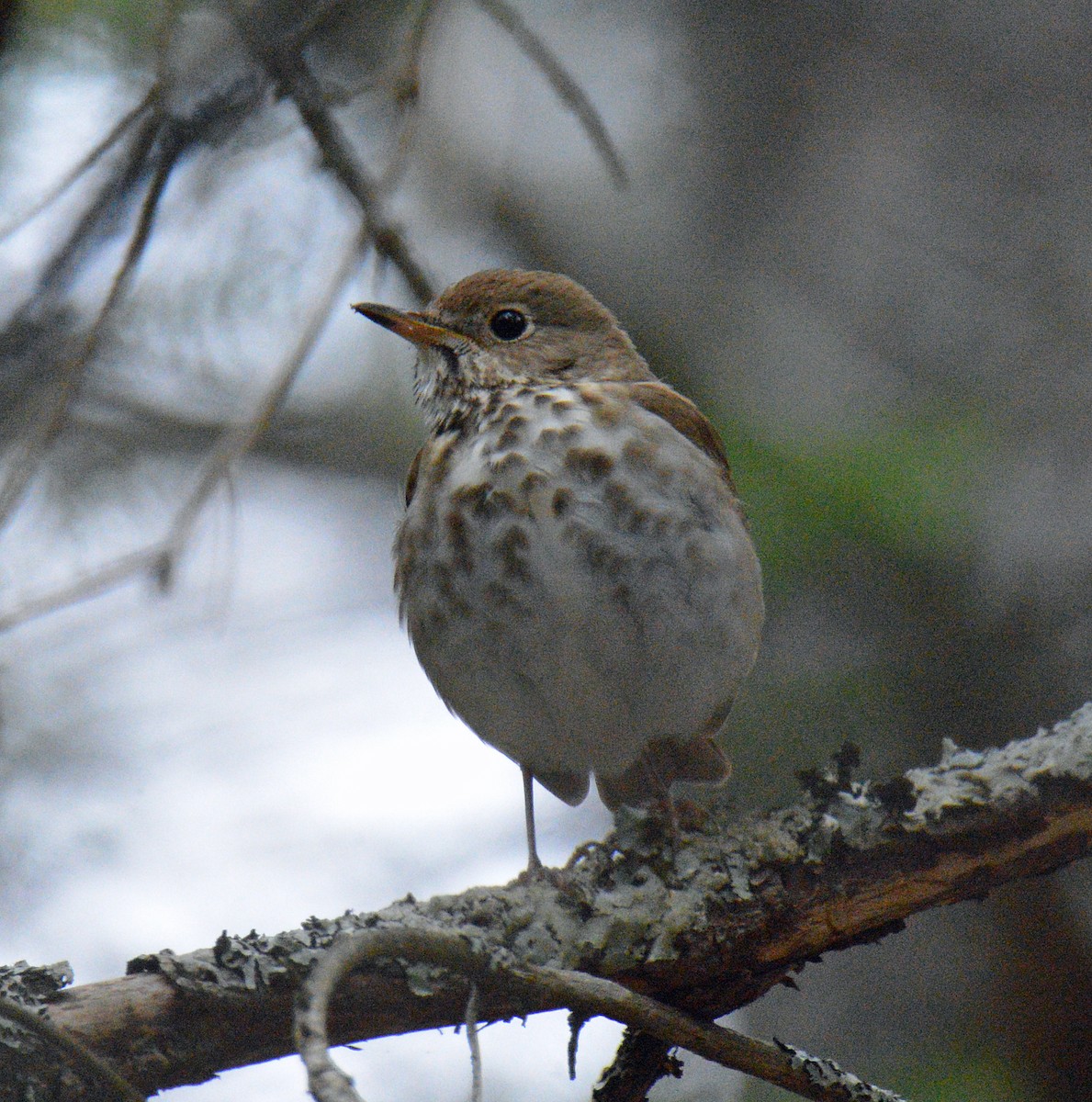 Hermit Thrush - ML657352635