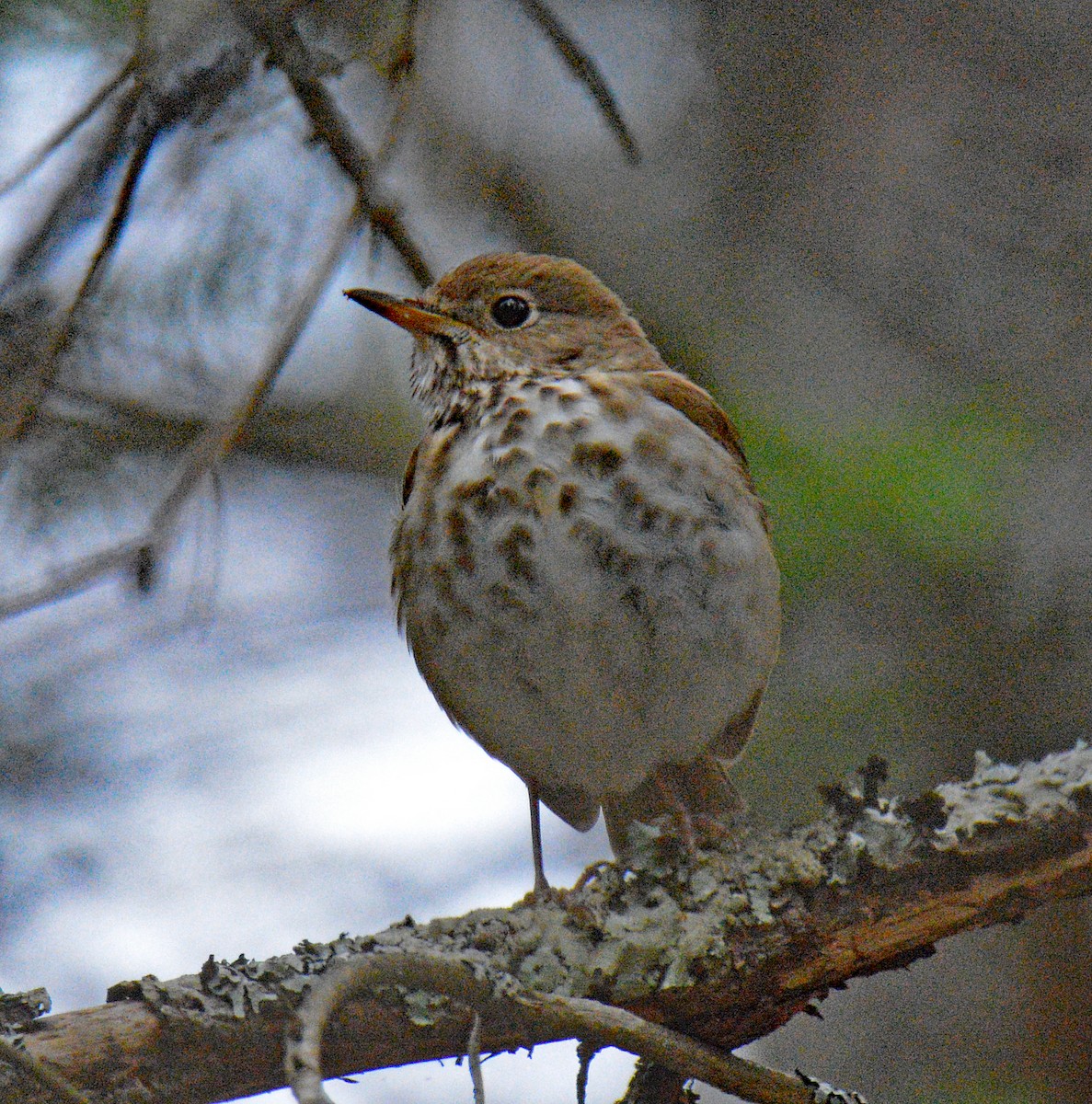 Hermit Thrush - ML657352636