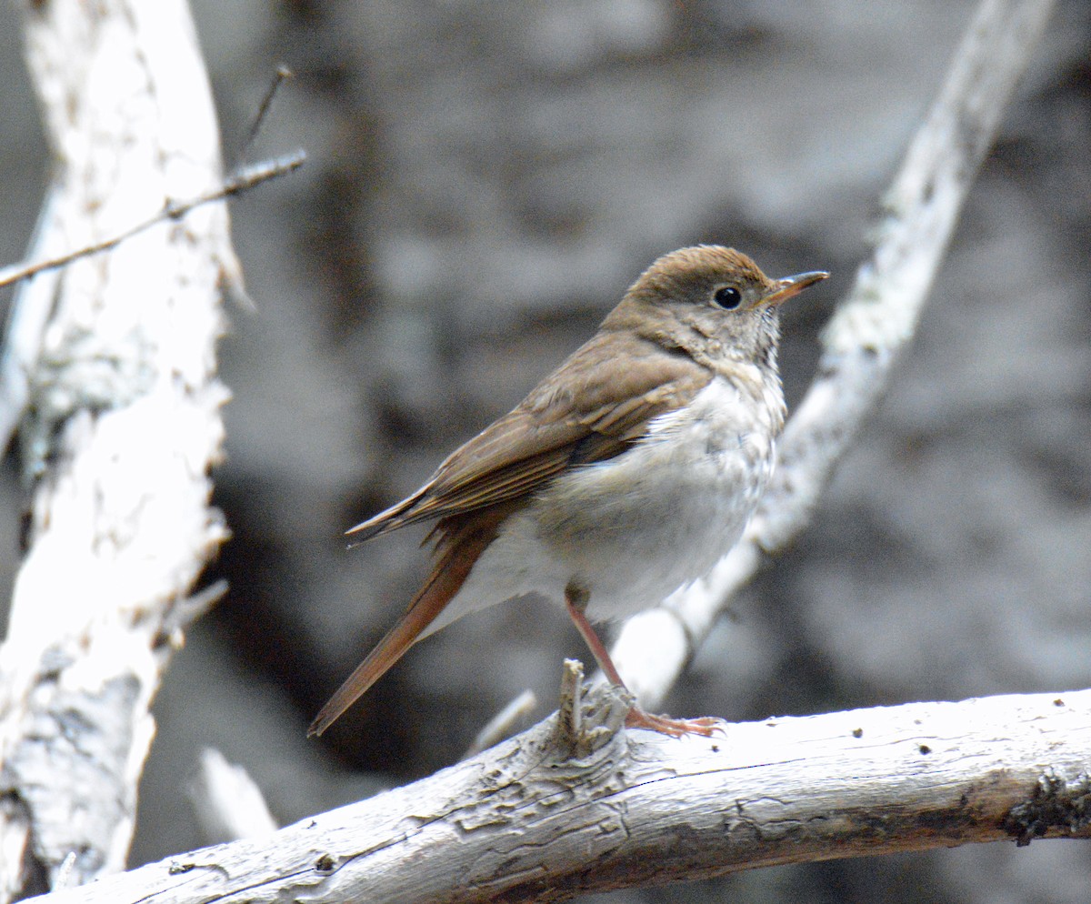 Hermit Thrush - ML657352637
