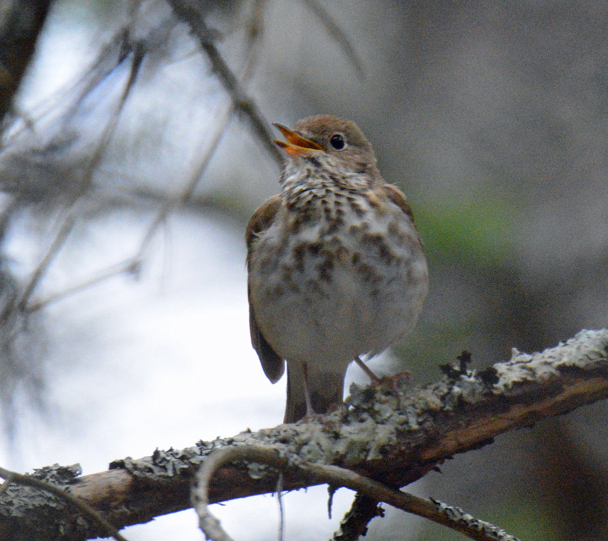 Hermit Thrush - ML657352638