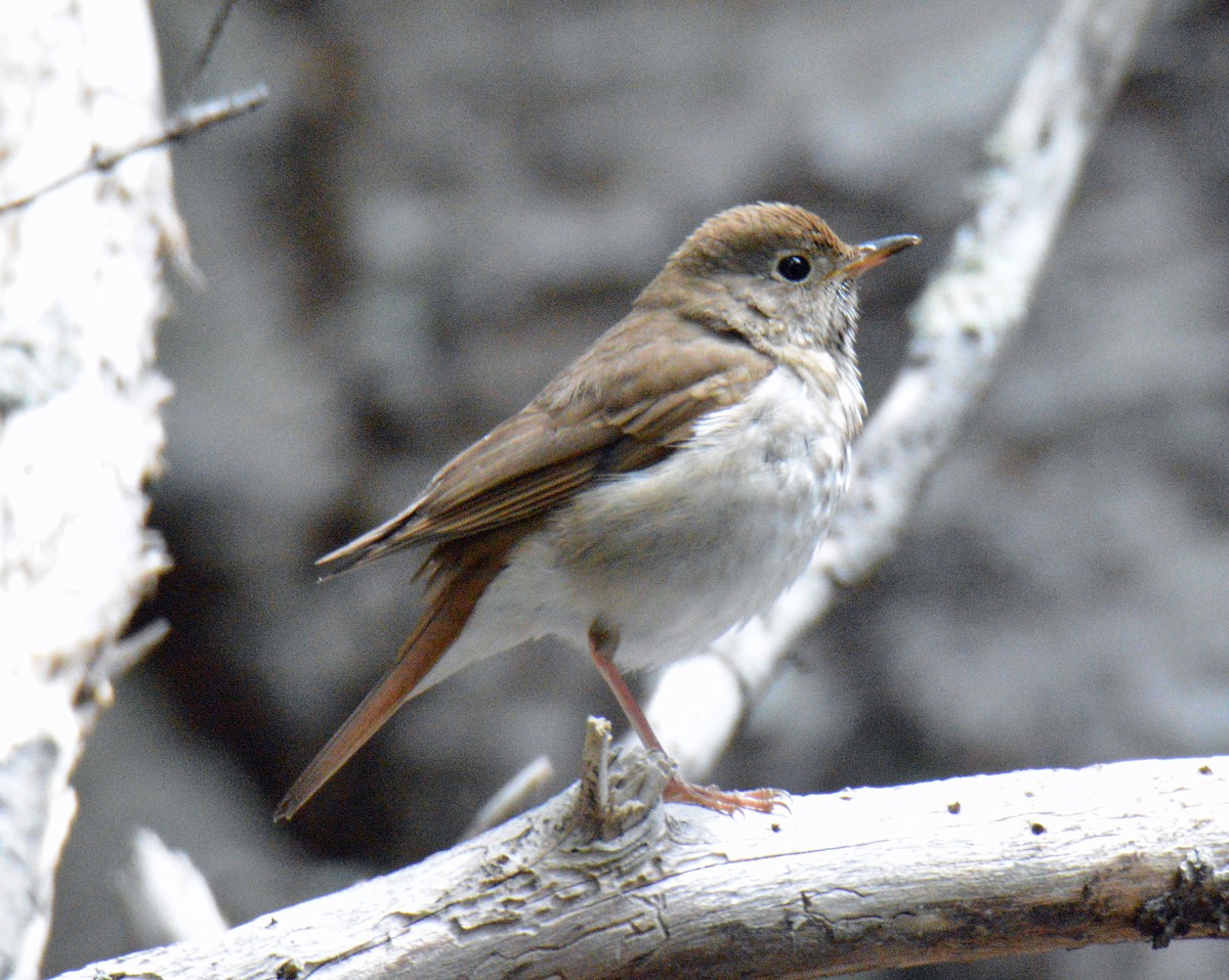 Hermit Thrush - ML657352639