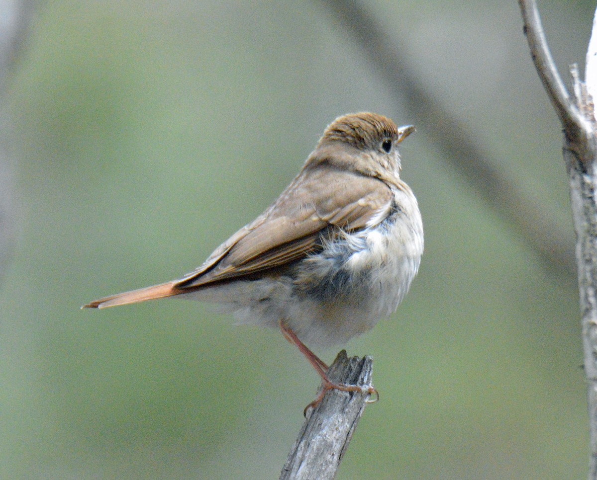 Hermit Thrush - ML657352640