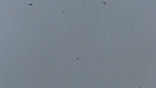 White-collared Swift - ML657352704