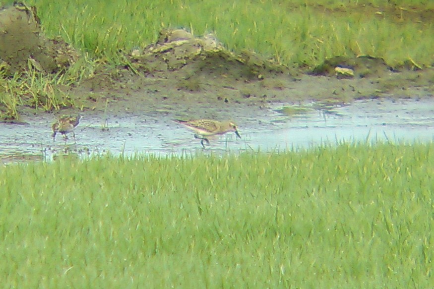 White-rumped Sandpiper - Daniel Irons