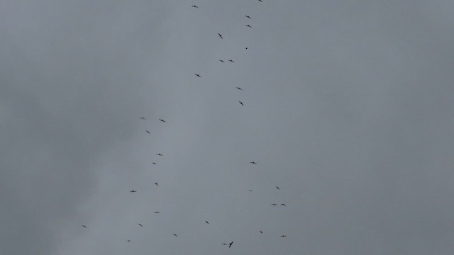 White-collared Swift - ML657352717