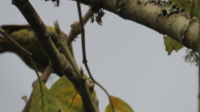 Golden-olive Woodpecker - ML657352796