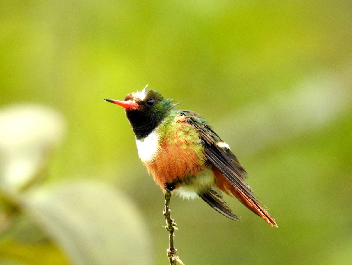 White-crested Coquette - ML65735281