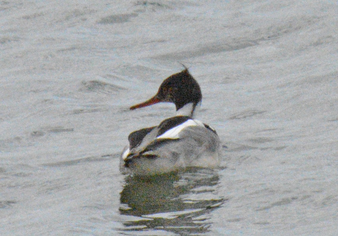 Red-breasted Merganser - ML657352821