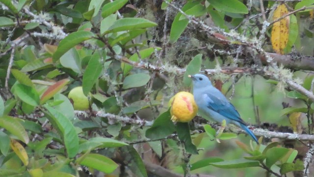 Blue-gray Tanager - ML657352830