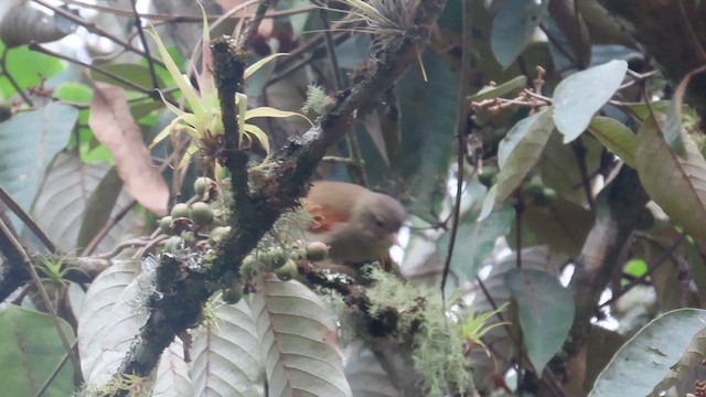 Crested Spinetail - ML657352878