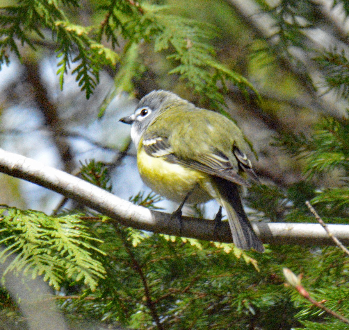 Blue-headed Vireo - ML657353150