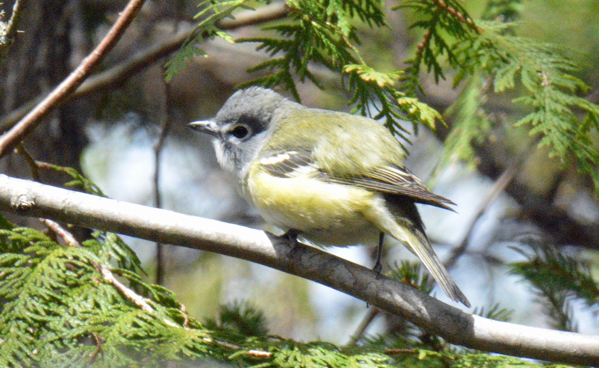 Blue-headed Vireo - ML657353151