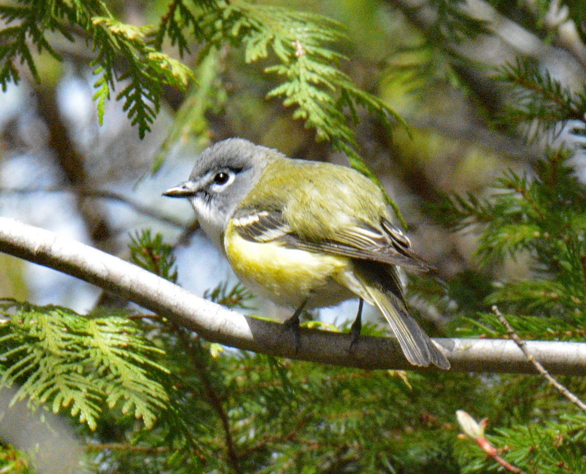 Blue-headed Vireo - ML657353152