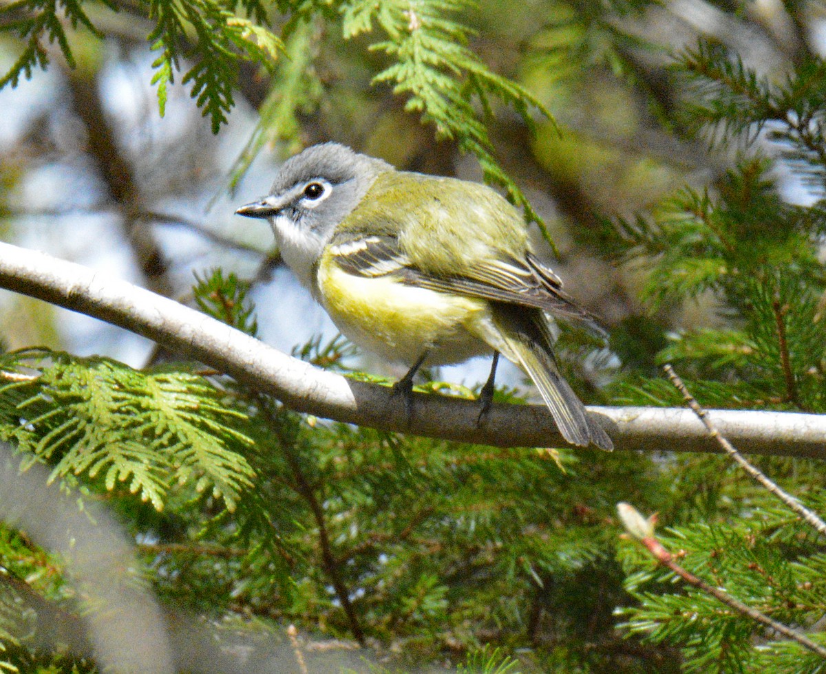 Blue-headed Vireo - ML657353153