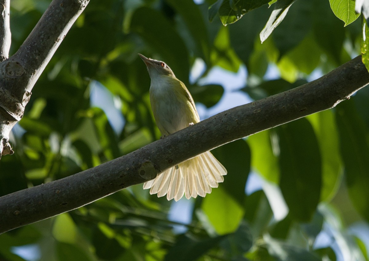 gulsidevireo - ML657353224