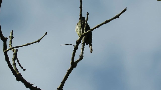 Piratic Flycatcher - ML657353270