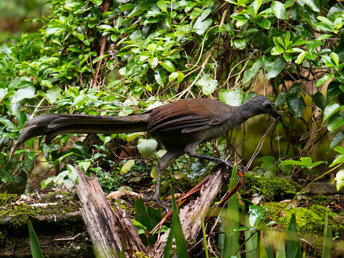 Superb Lyrebird - Menura novaehollandiae - Media Search - Macaulay ...