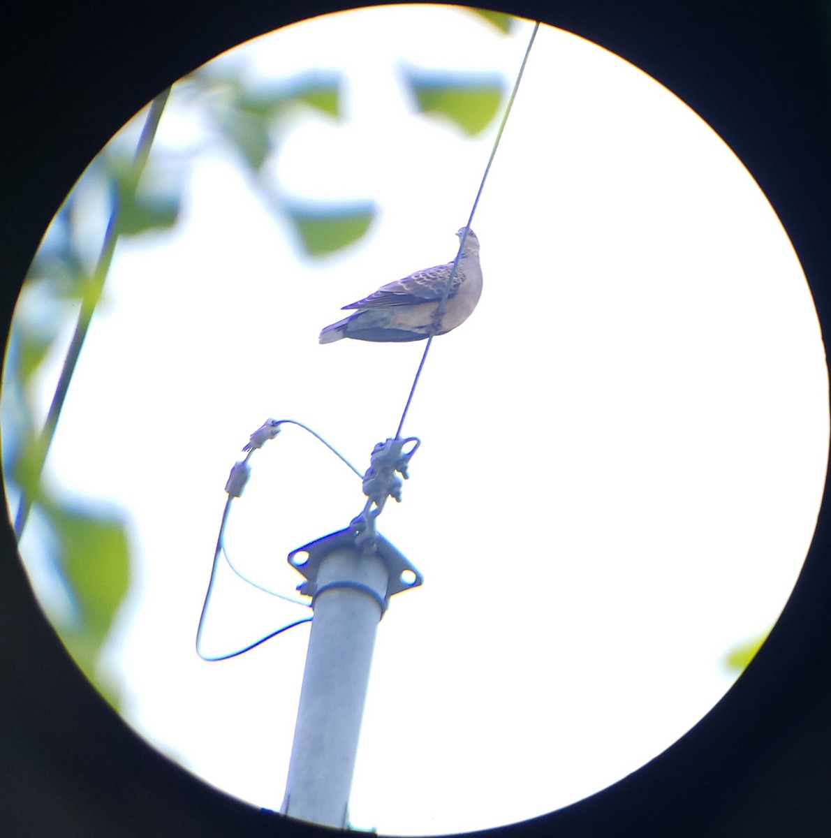 Oriental Turtle-Dove - ML657355654