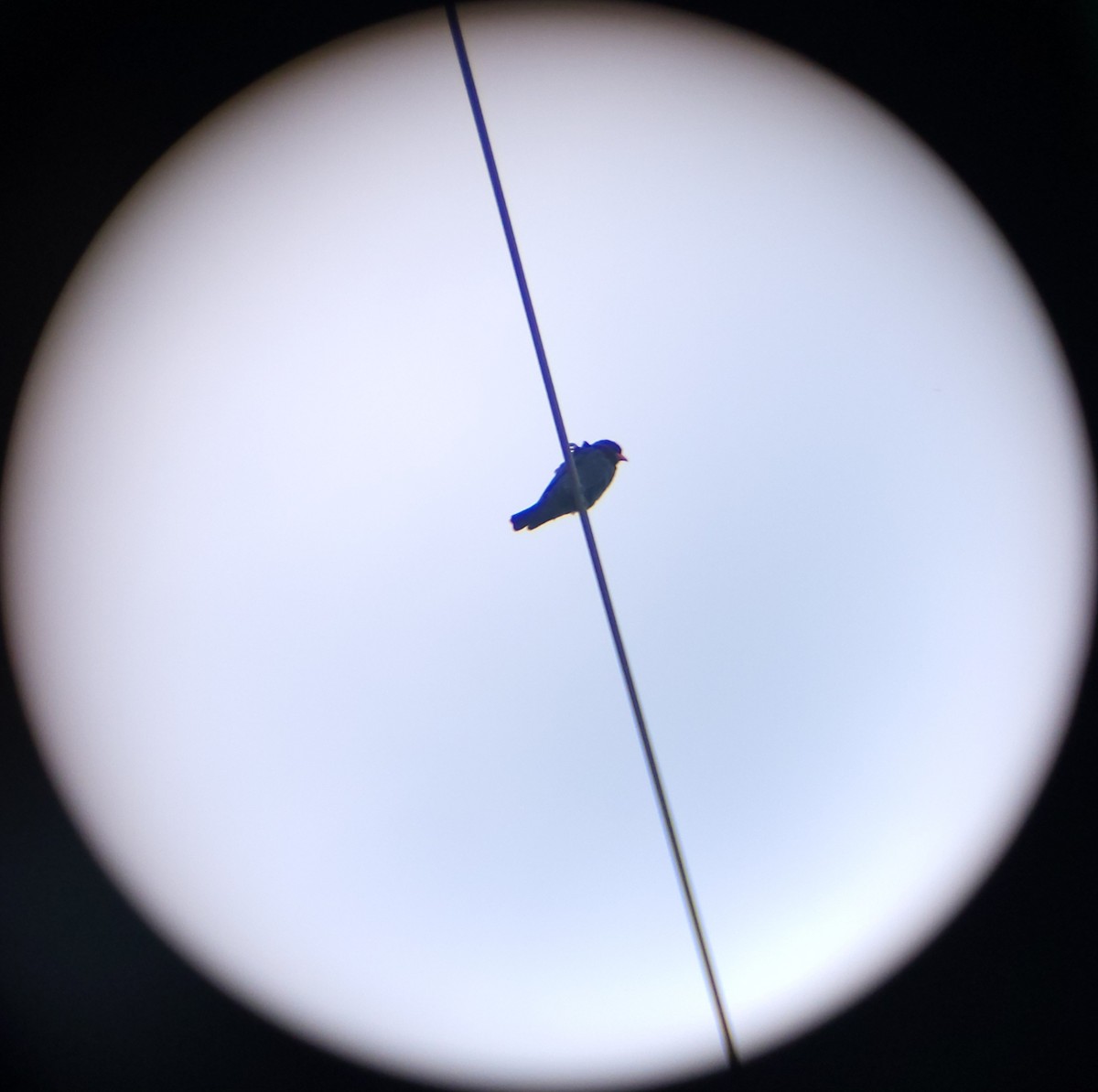 Dollarbird - ML657355656