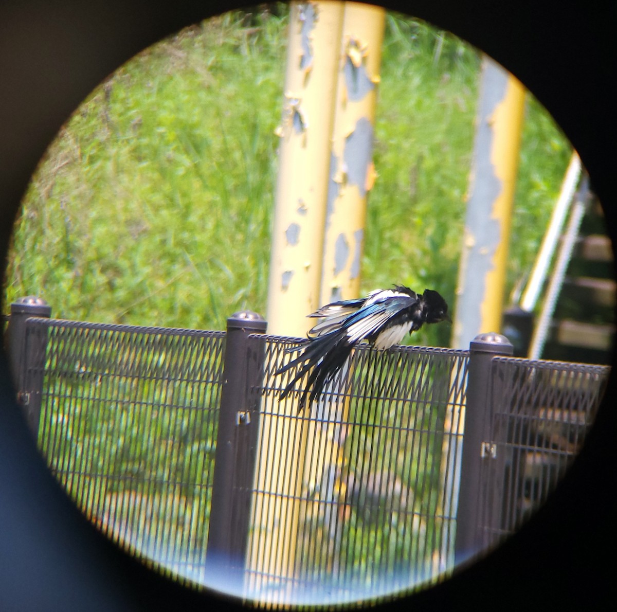 Oriental Magpie - ML657355659