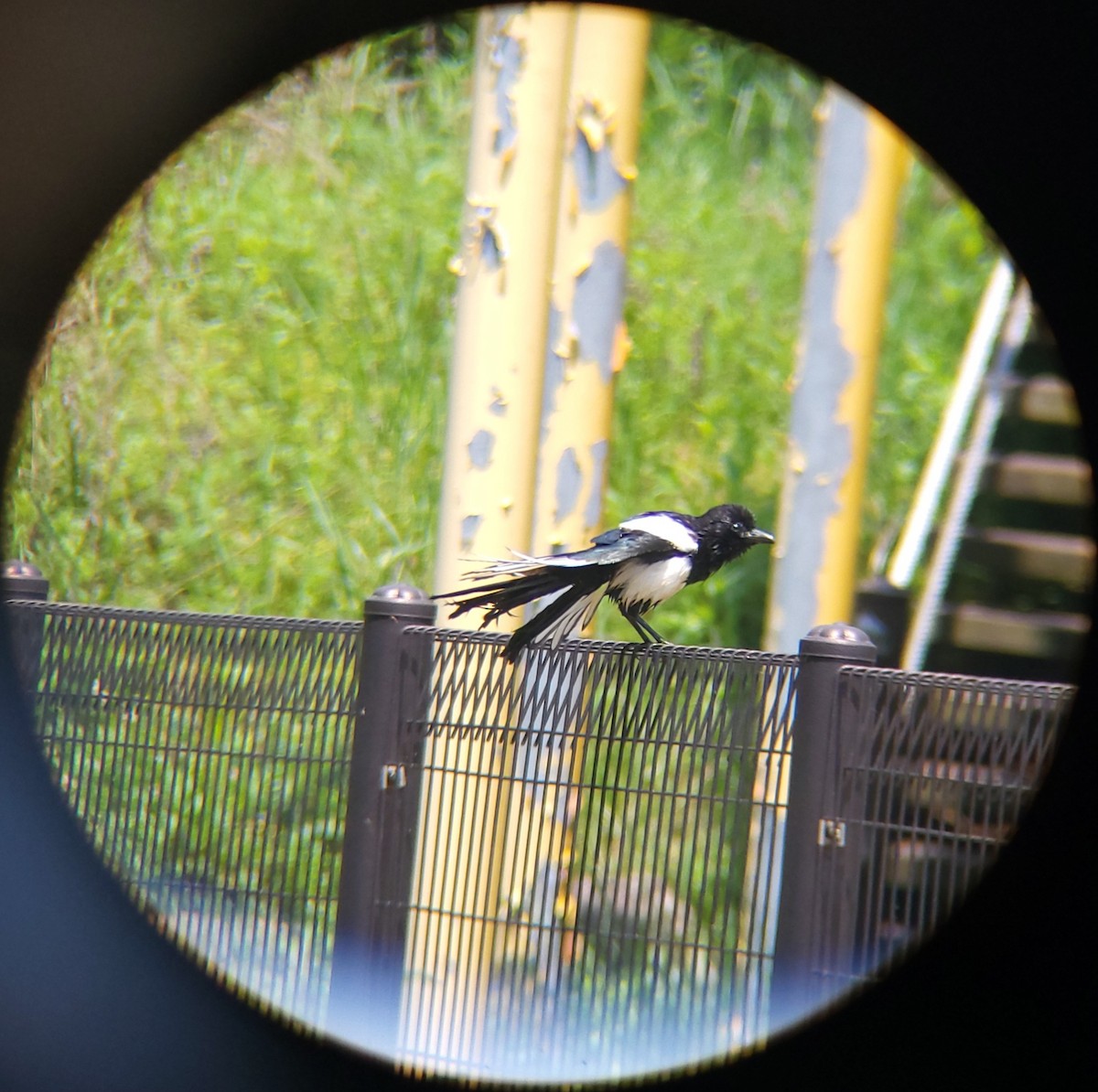 Oriental Magpie - ML657355660