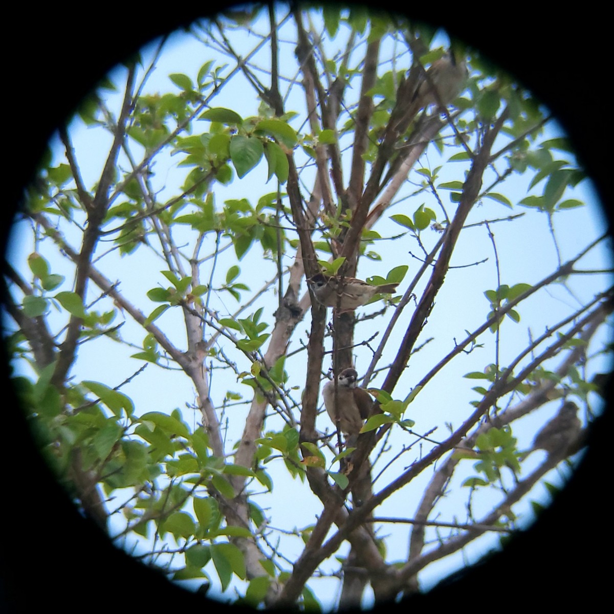 Eurasian Tree Sparrow - ML657355669