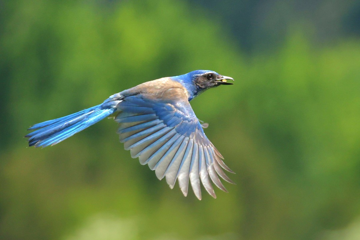California Scrub-Jay - ML657356236