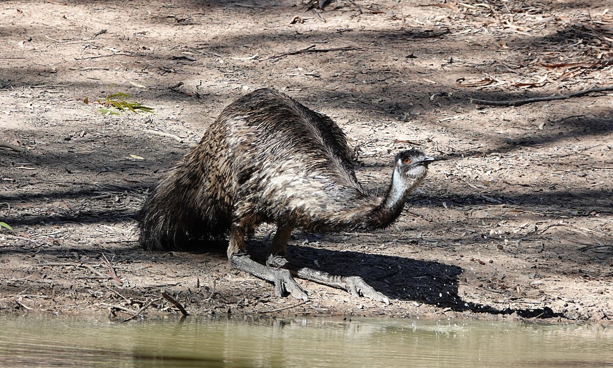 Emu - ML657356837