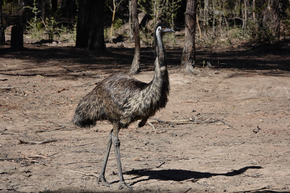 Emu - ML657356838