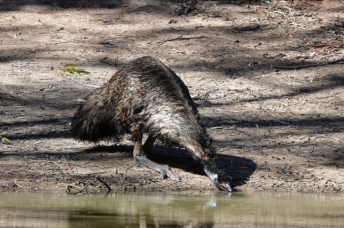Emu - ML657356839