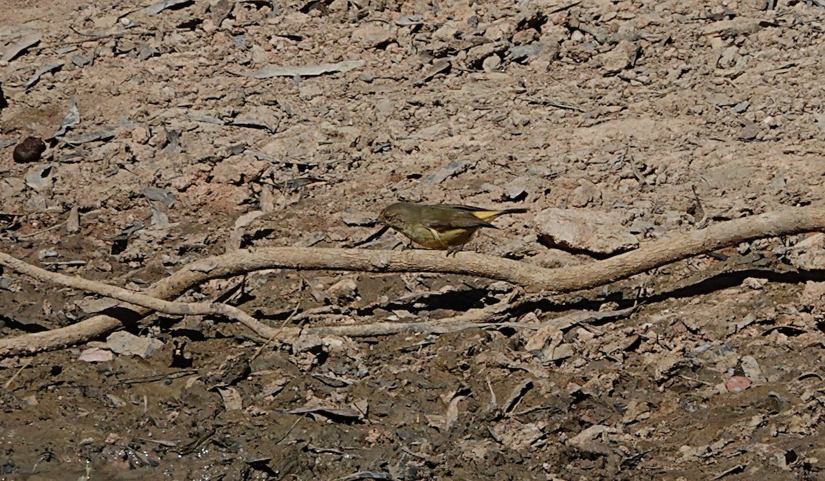 Goldhähnchen-Dornschnabel - ML657356850