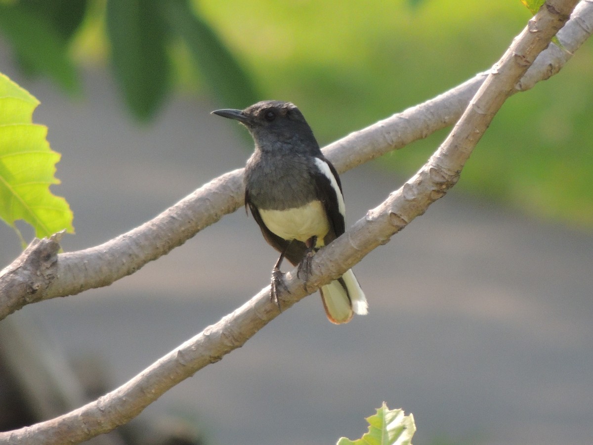Oriental Magpie-Robin - ML657357491