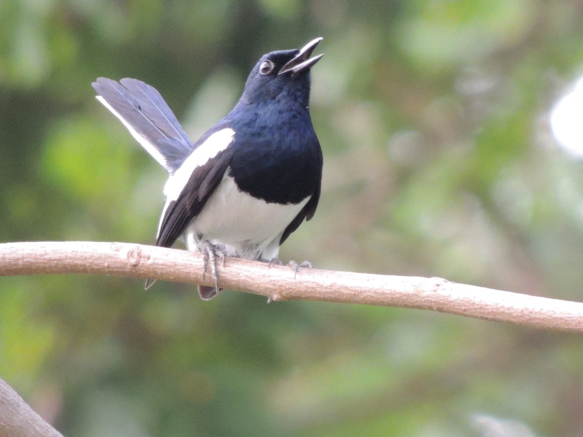 Oriental Magpie-Robin - ML657357492