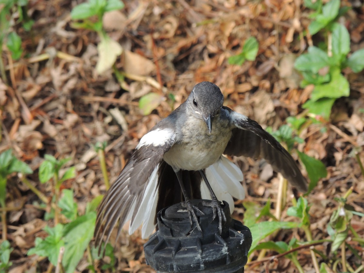 Oriental Magpie-Robin - ML657357493