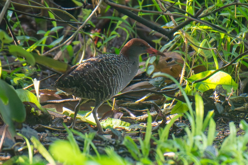 Slaty-breasted Rail - ML657357494