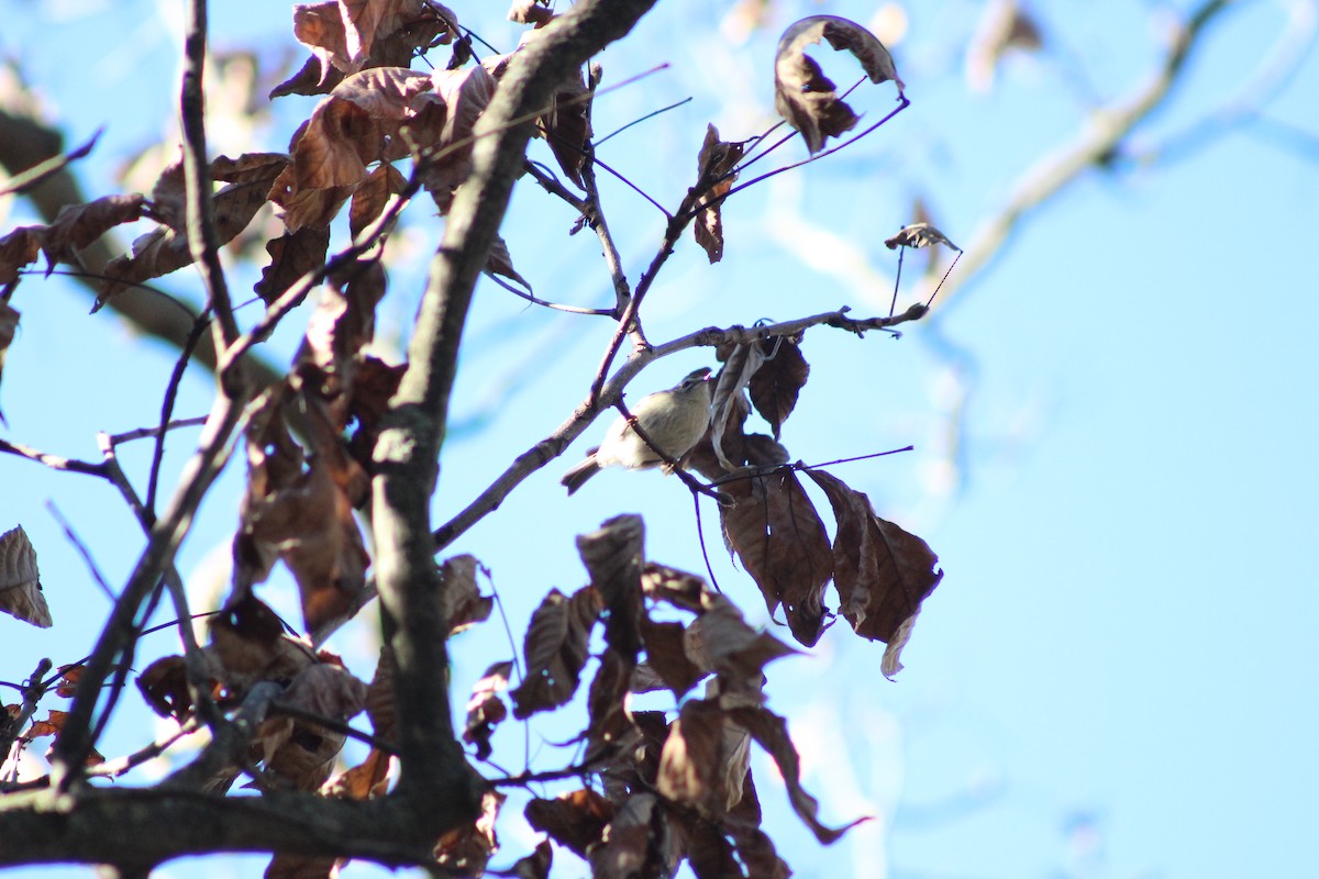 Golden-crowned Kinglet - ML657357495