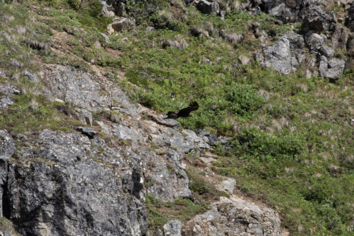 Golden Eagle - ML657357496